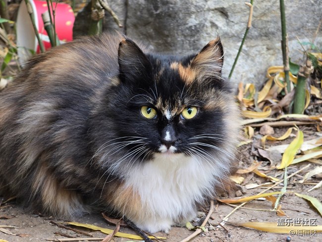 濟(jì)南星部落Fold6系列品鑒會回顧 濟(jì)南星部落Fold6系列品鑒會回顧