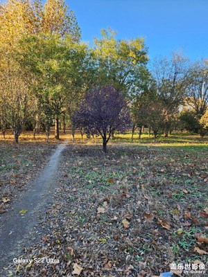 斑斕蕭瑟 秋風瑟瑟