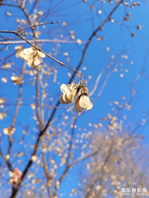 【見微知著】冬葉