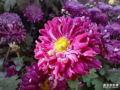 【見微知著】艷麗的花