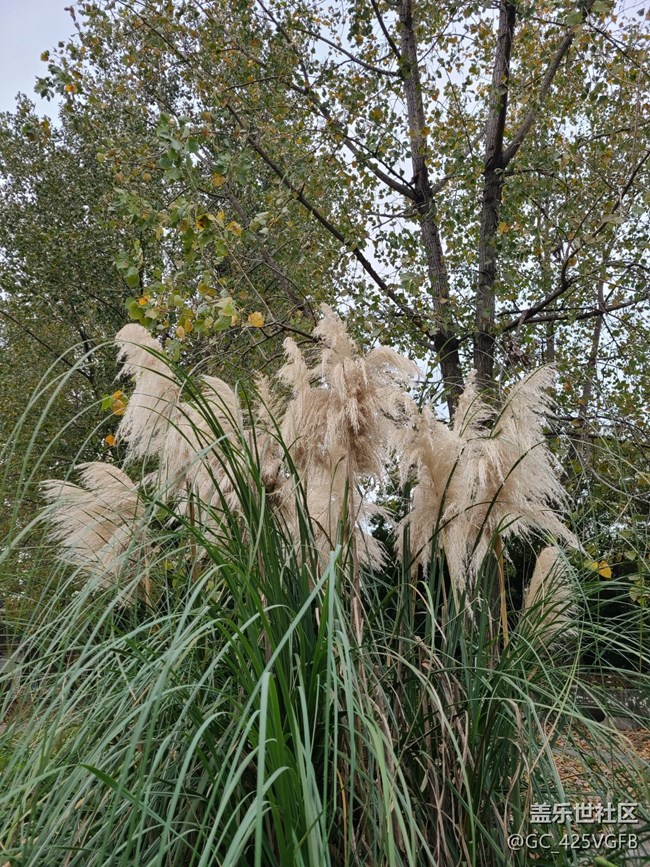 【秋意濃】+秋天的戶外