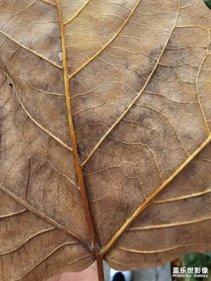 【見微知著 】秋天的楓葉和水果