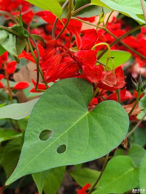 【斑斕蕭瑟】+ 初冬