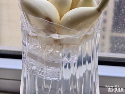 【見(jiàn)微知著】+水培蒜苗