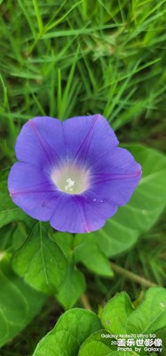 【斑斕蕭瑟】自然