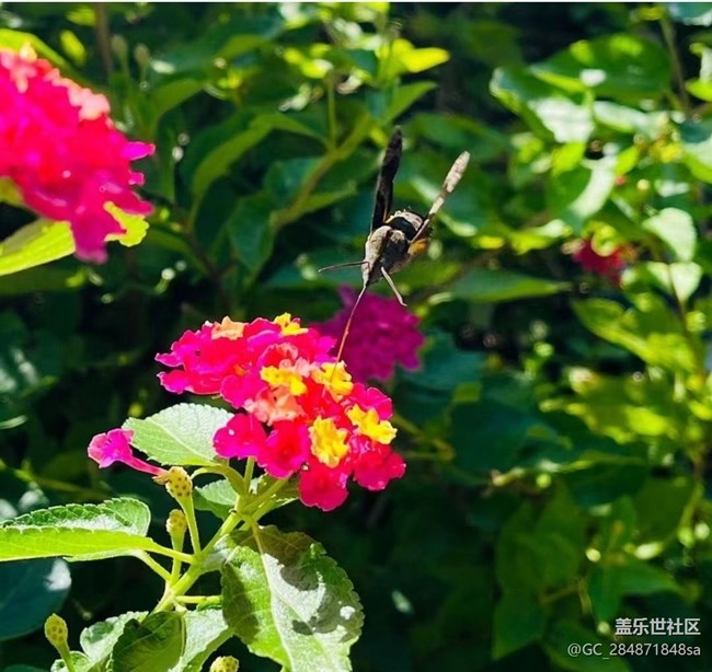 【秋暮冬初】蝶戀花