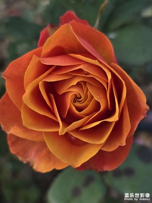 【斑斕蕭瑟】+ 月季