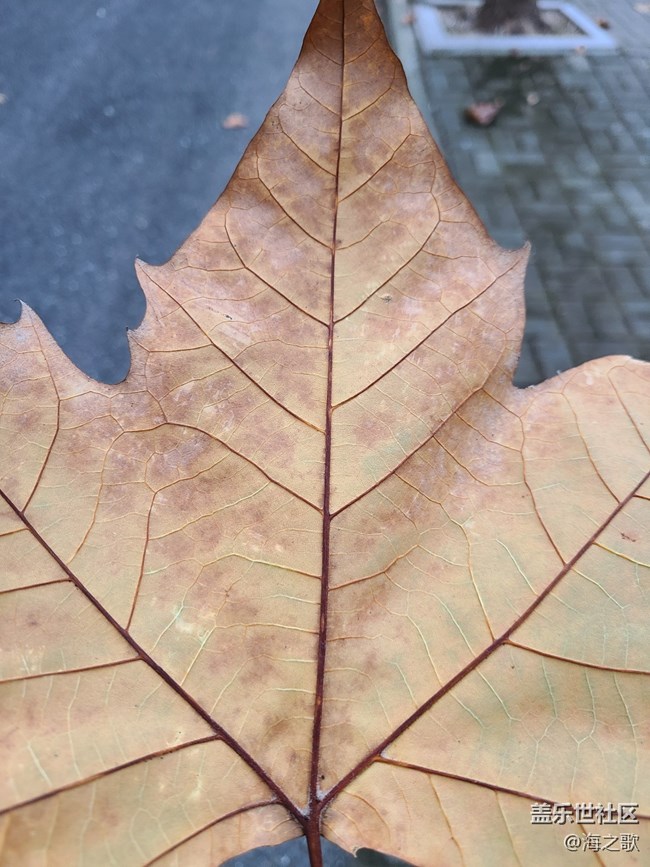 【秋意濃】+秋風(fēng)瑟瑟