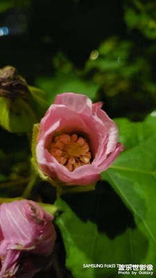 【斑斕蕭瑟】+一朵小花