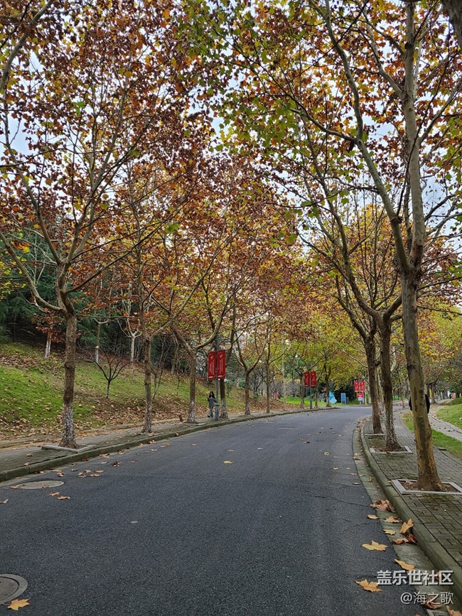 #秋天的道路——梧桐路漫步