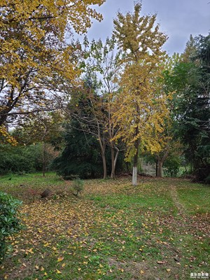 【斑斕蕭瑟】+ 初冬的樹木