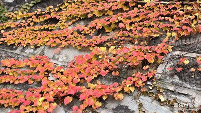 【斑斕蕭瑟】+ 周二隨拍