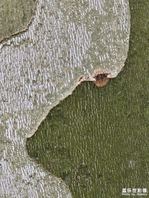 【見(jiàn)微知著】+生命的力量