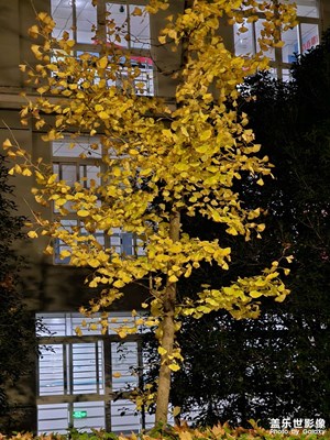 【斑瀾蕭瑟】秋冬夜景