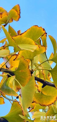 【秋暮冬初】銀杏黃