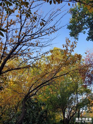 【斑斕蕭瑟】+ 初冬日落