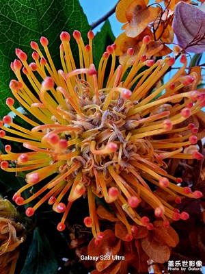 【見微知著】花朵和果實(shí)