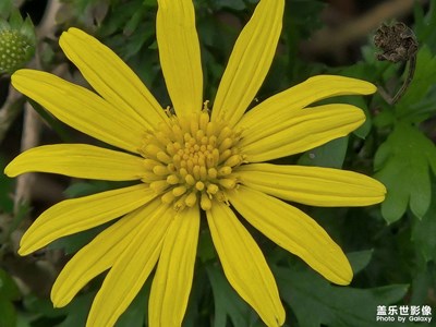 【見微知著】+花兒與綠葉