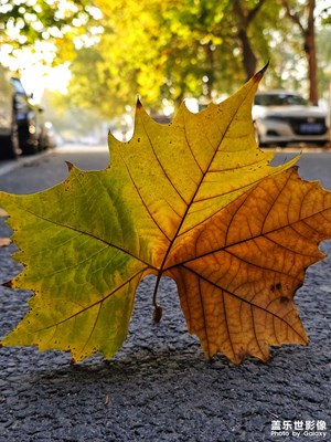 【斑斕蕭瑟】+?一葉知秋