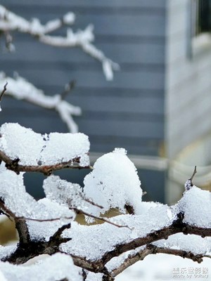 【見微知著】+雪花??