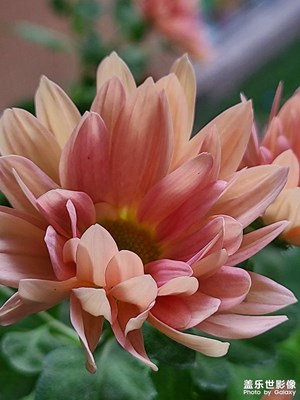 【見微知著】+微距下的花花草草