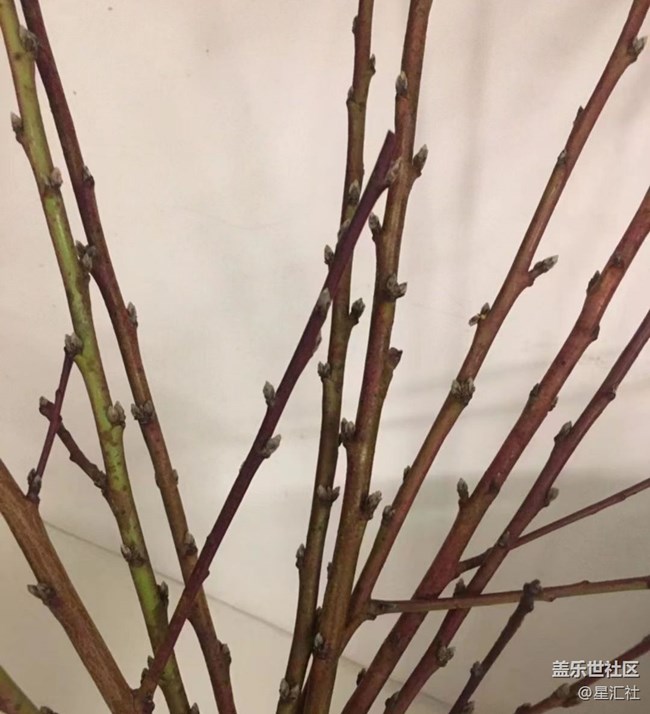 【秋暮冬初】靜待花開