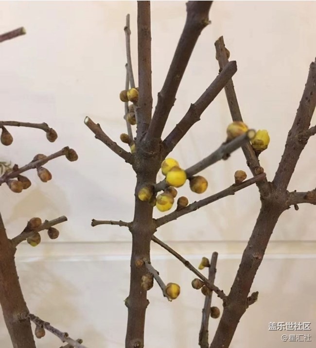 【秋暮冬初】靜待花開