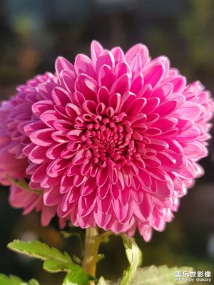 【見微知著】秋菊