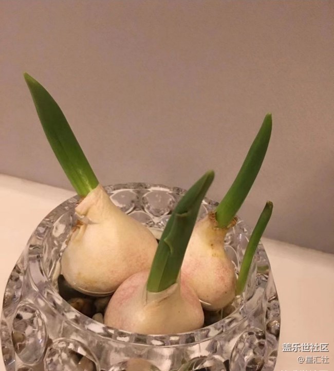 【秋暮冬初】靜待花開