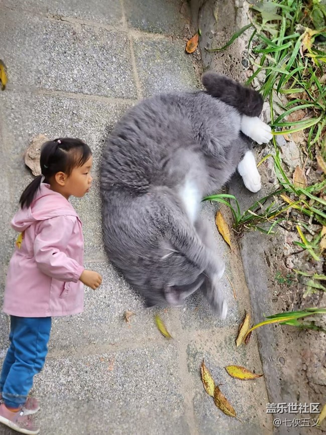 【AI繪圖大賽】好大一只貓