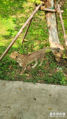 現(xiàn)在的貓都咋回事到處亂跑