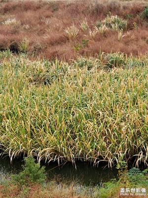 【如影隨形】+ 塘邊風景