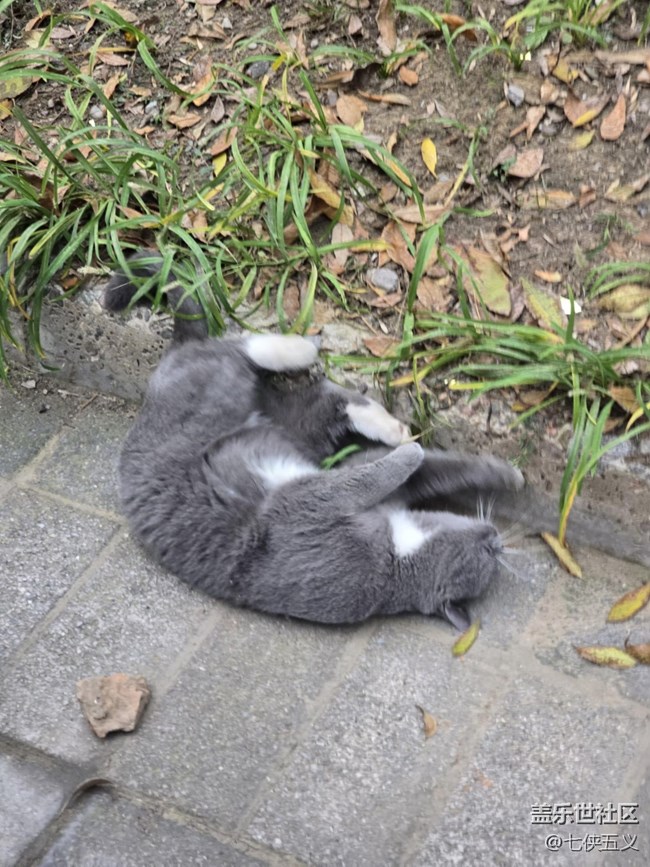 【AI繪圖大賽】好大一只貓