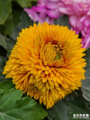 【見微知著】初冬菊花開