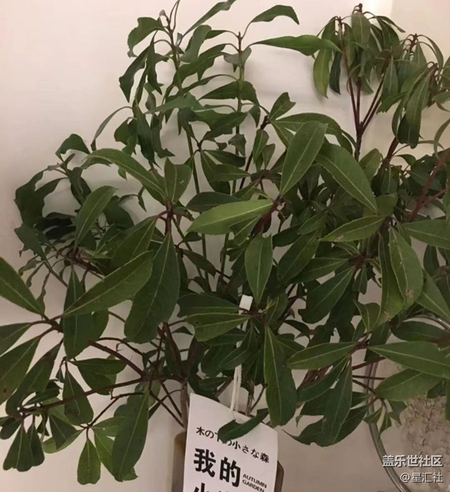 【秋暮冬初】靜待花開