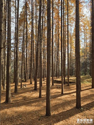 【如影隨形】陽光照進水杉林