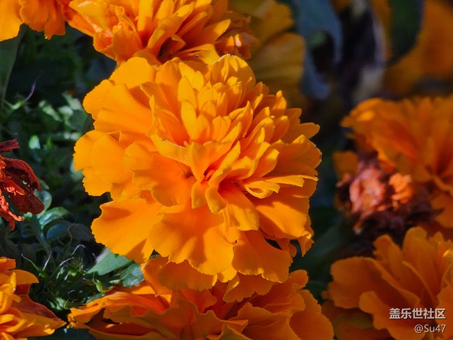 無聊跑個(gè)分，附幾張10倍鏡照片