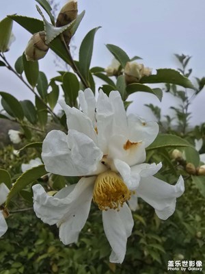 【如影隨形】+ 相遇山茶花