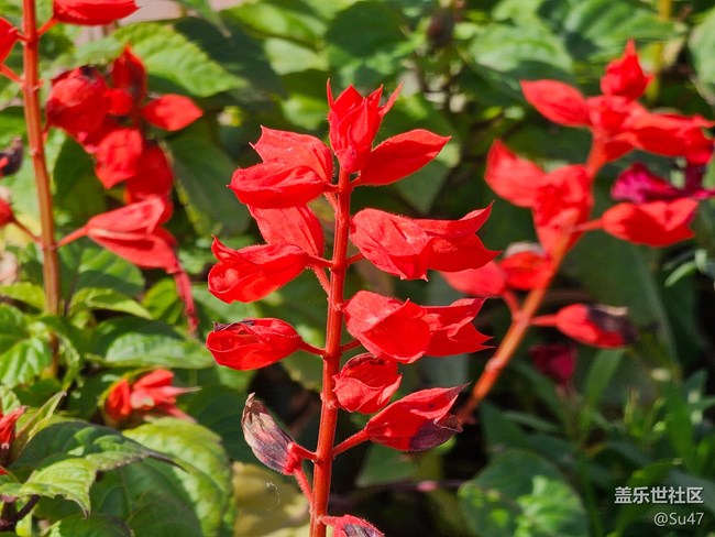 無聊跑個(gè)分，附幾張10倍鏡照片