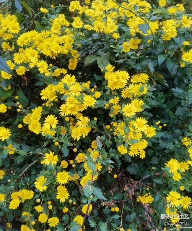 【秋意濃】櫻花