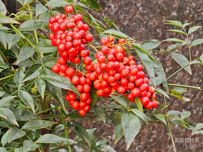 無聊跑個(gè)分，附幾張10倍鏡照片