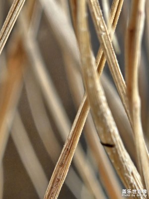 【見微知著】+桌面微觀