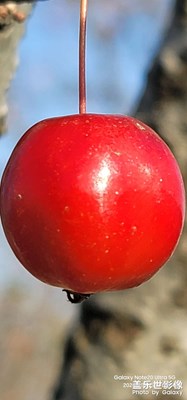 【見微知著】葉