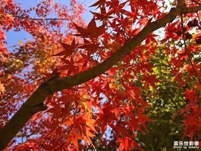 【見微知著】楓葉紅了