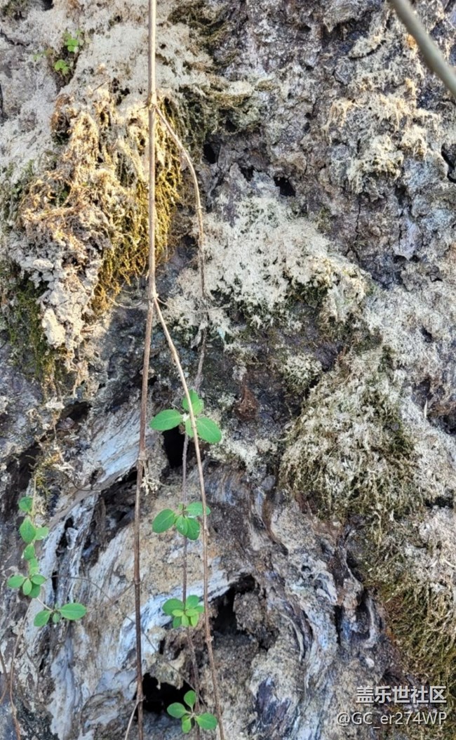 【金色回憶】大樹