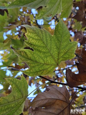 【如影隨形】+ 一棵樹上的五色梧桐葉