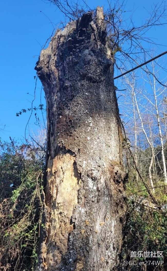 【金色回憶】大樹