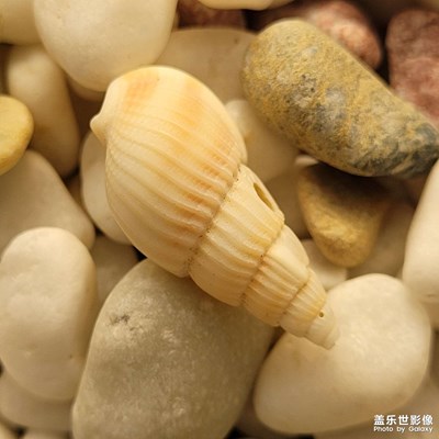 【見微知著】微距攝影