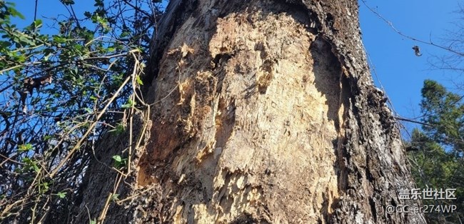 【金色回憶】大樹