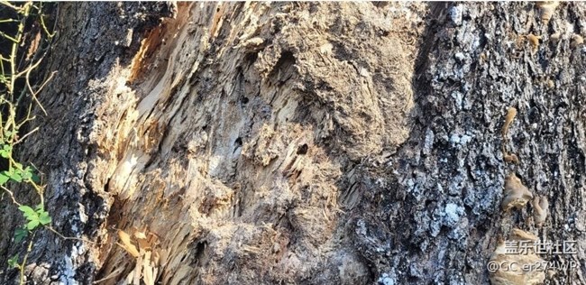 【金色回憶】大樹